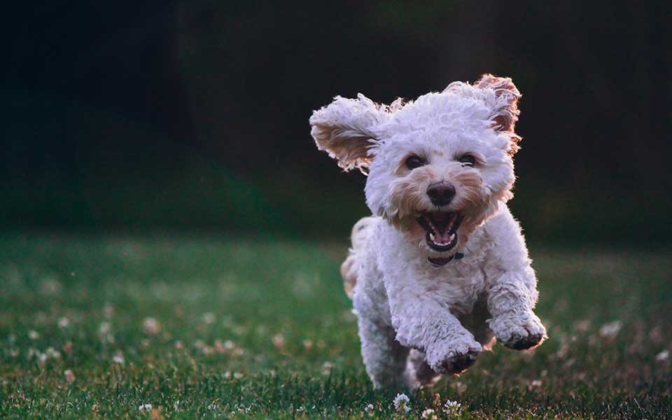Smiling_Dog